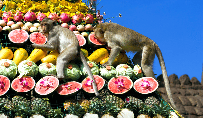 festival des singes au nord de Bangkok