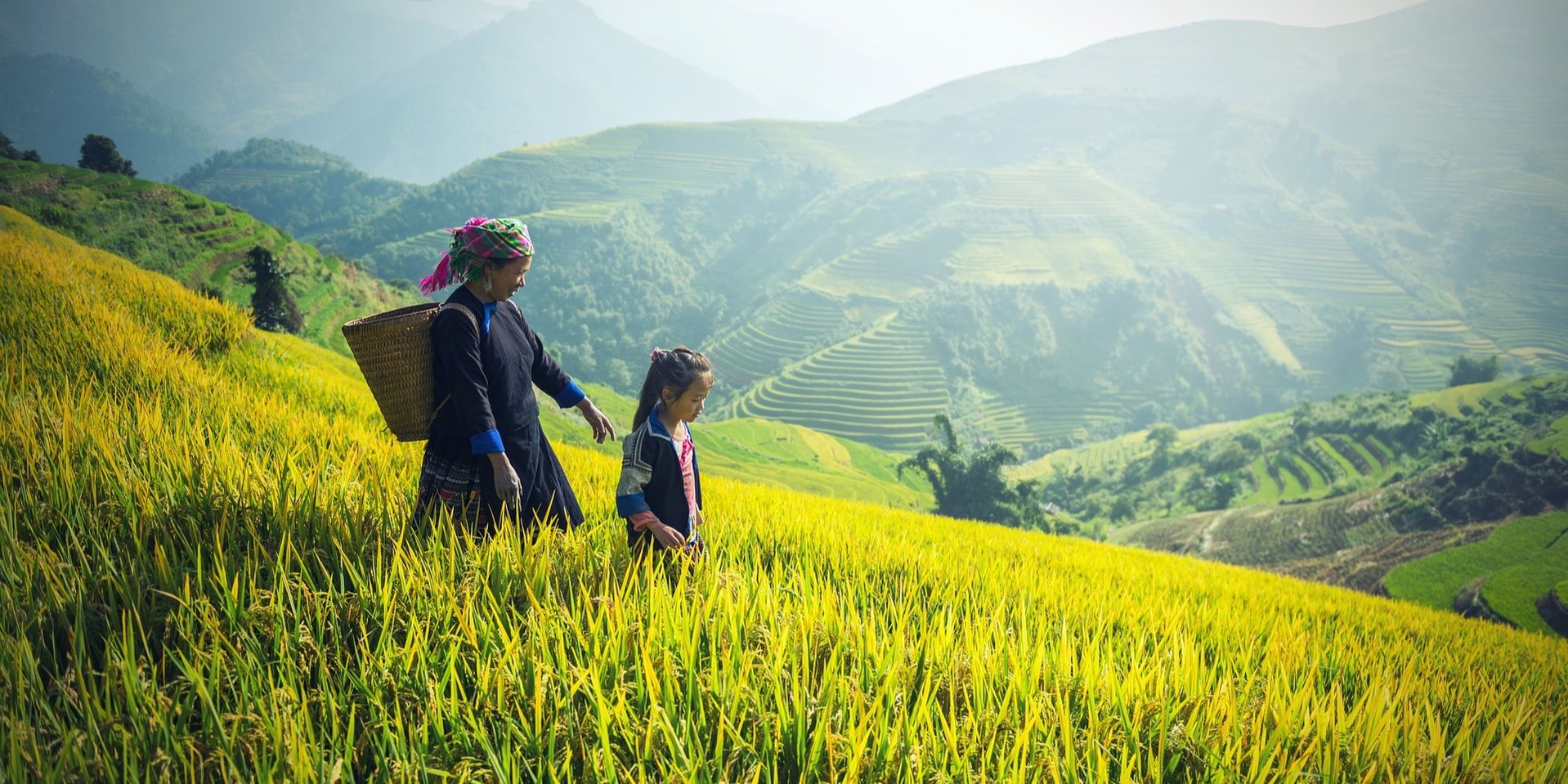 rice valley asiaventura sapa vietnam cut