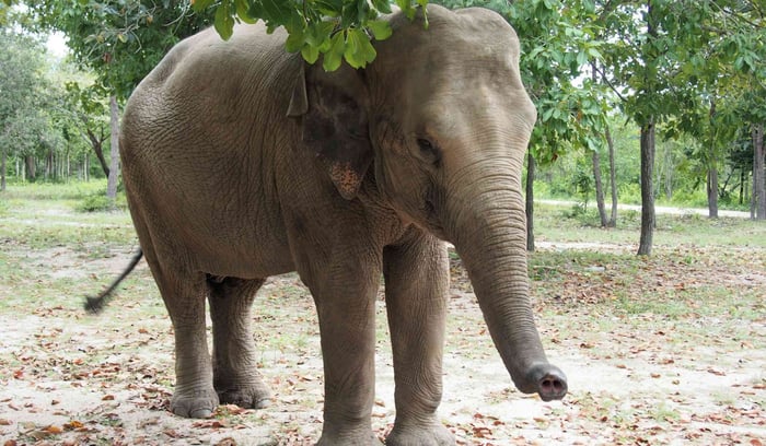 réserve d'éléphants - siem reap