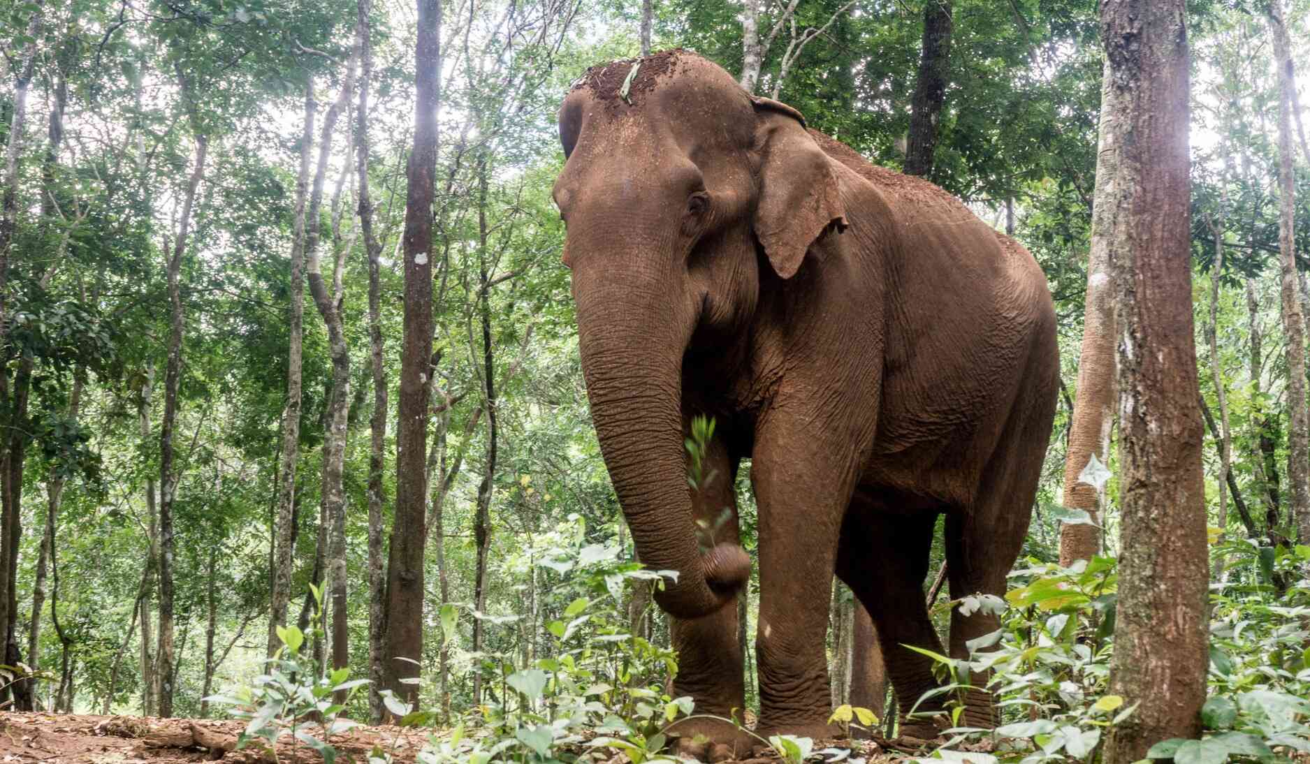 Mondulkiri elephant