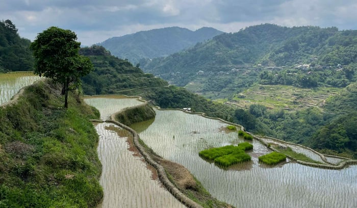 Les rizières d’Ifugao