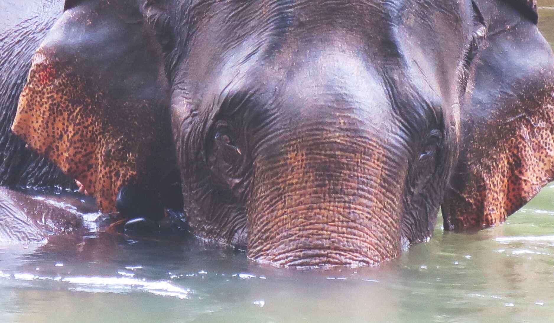 elephant