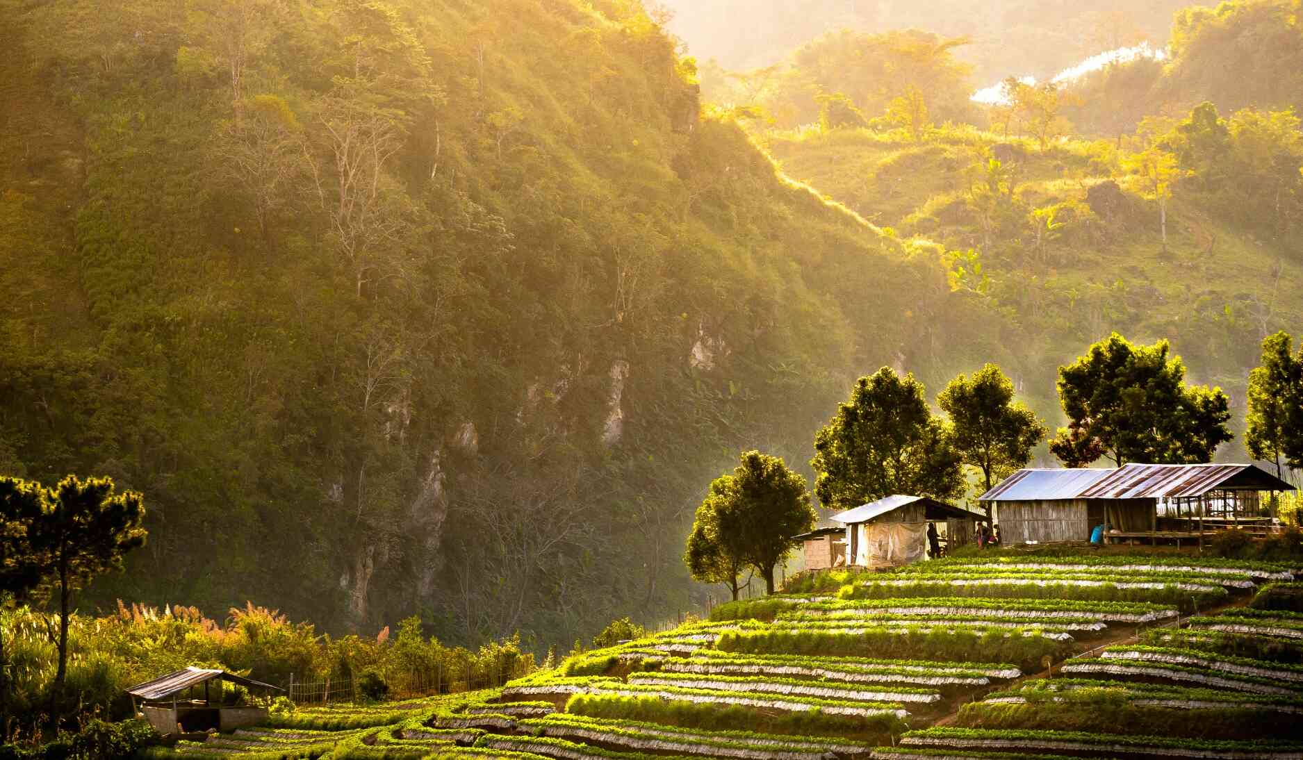 hill tribe farmland