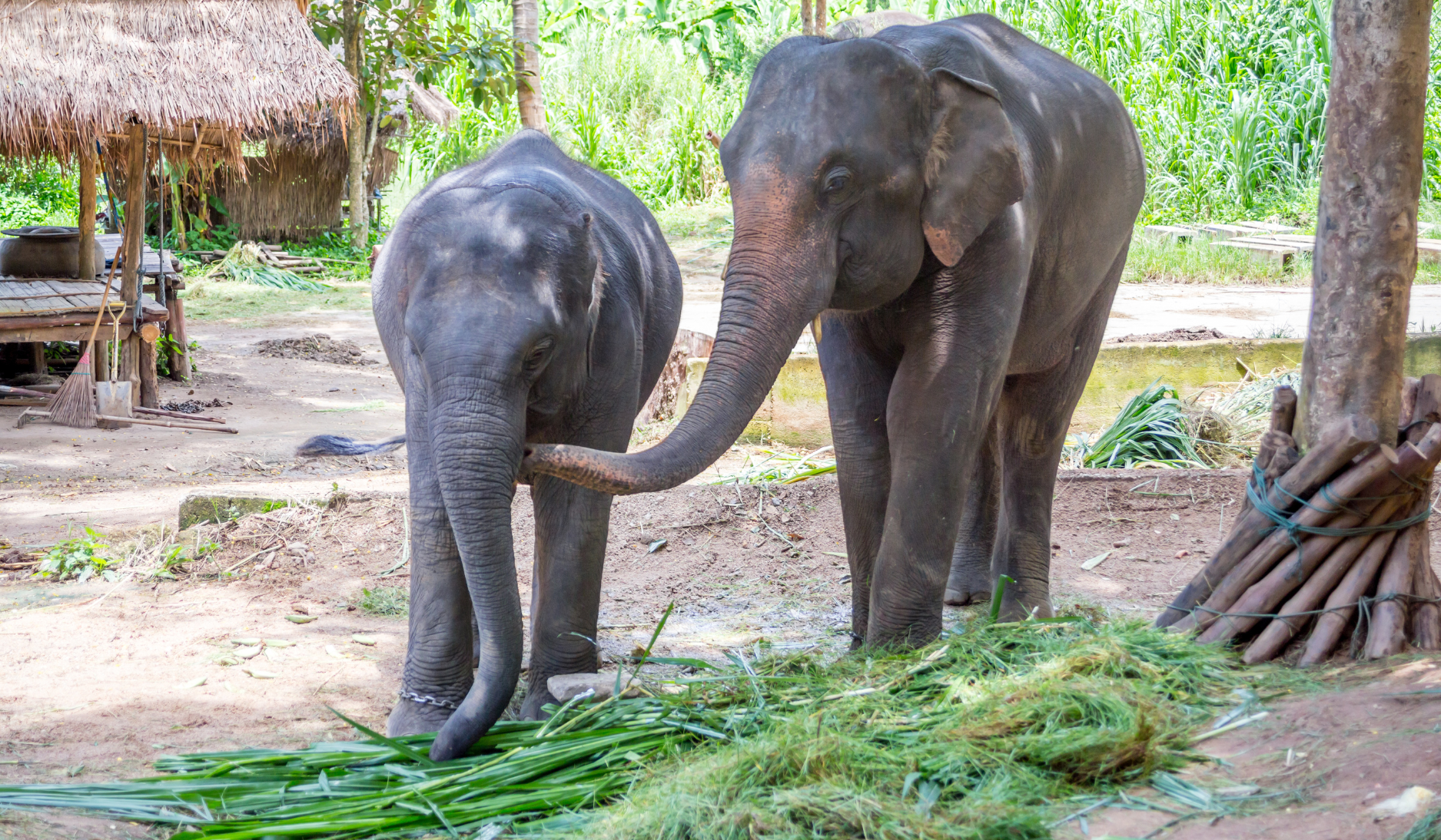 Thai Elephant Conservation Center-thailande-luampang