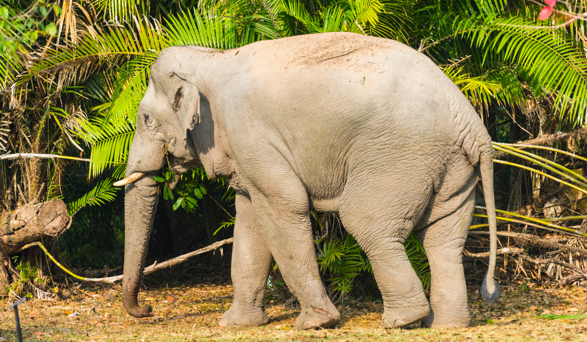 elephants_khao_yai_parc_national_thailande